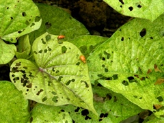 Leaf damage by leaf feeding beetle